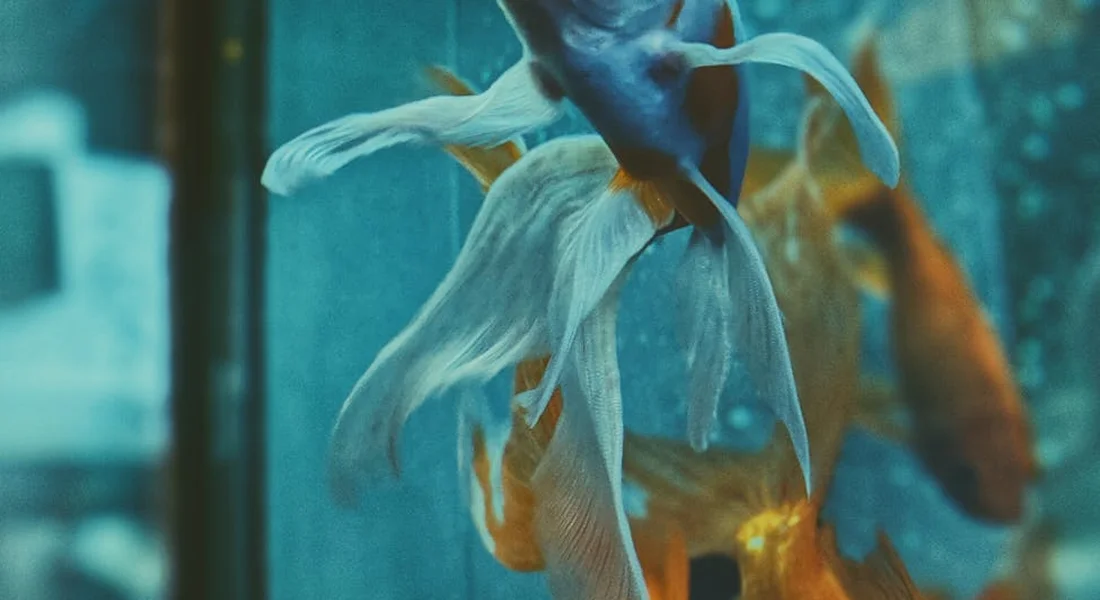 Two tropical fish swimming near the glass of a blue-tinted aquarium, with long, flowing fins.