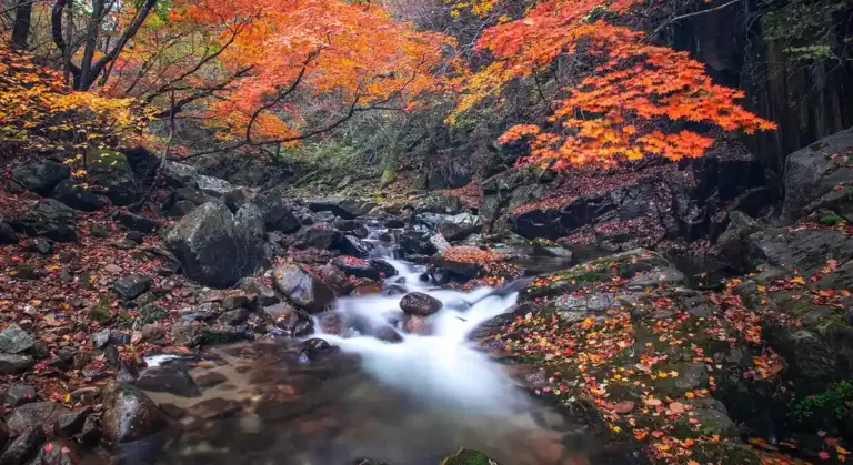Autumn forest scene with a gentle stream flowing over rocks, surrounded by orange and red foliage.