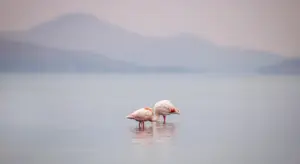 Two pink flamingos standing in shallow water with a misty landscape in the background.