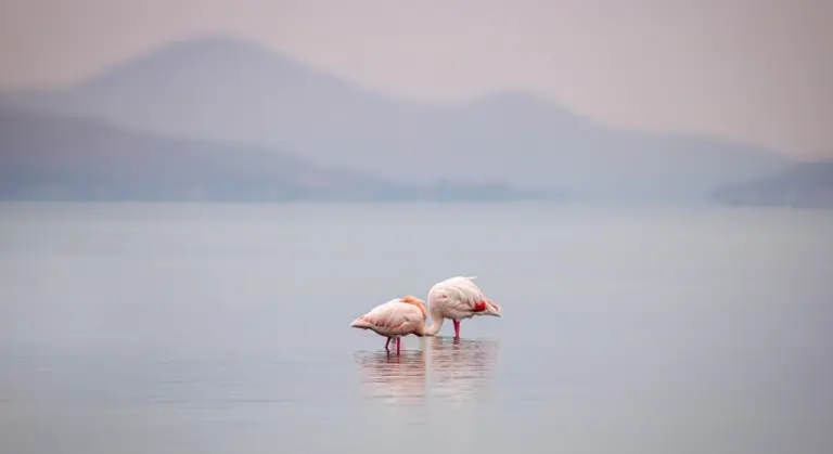 Two pink flamingos standing in shallow water with a misty landscape in the background.