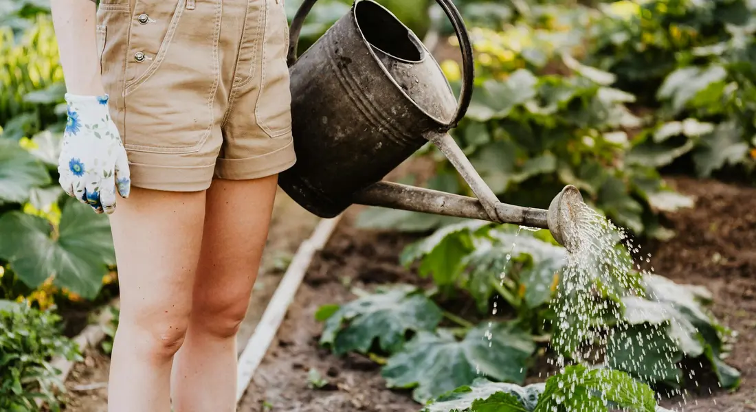 A person wearing gloves and shorts waters a vegetable garden with a metal watering can.