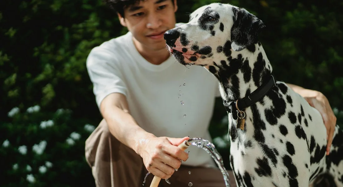A person using a hose to fill water as a Dalmatian dog stands nearby.