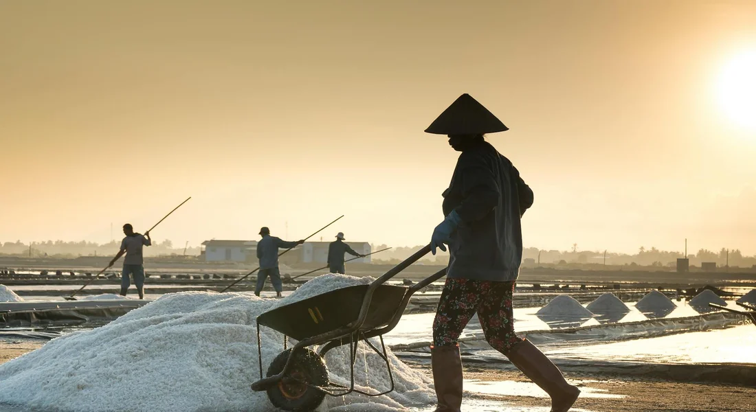 Workers wearing wide-brimmed hats move piles of salt with a wheelbarrow and rakes at a salt farm during sunset.