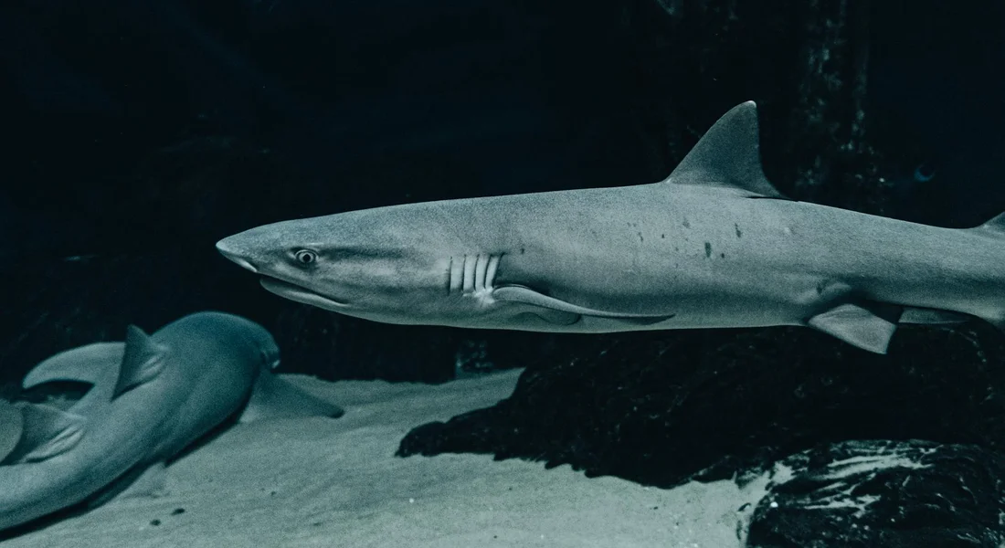A shark swimming in a dark blue aquarium tank