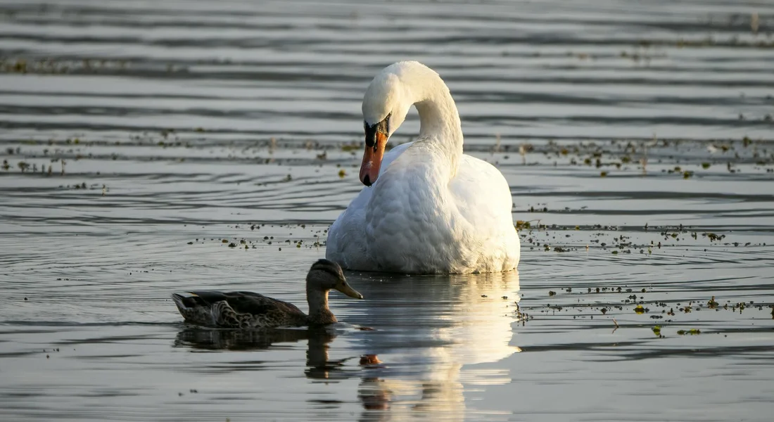 A white swan gliding on a calm lake with a small duck nearby.