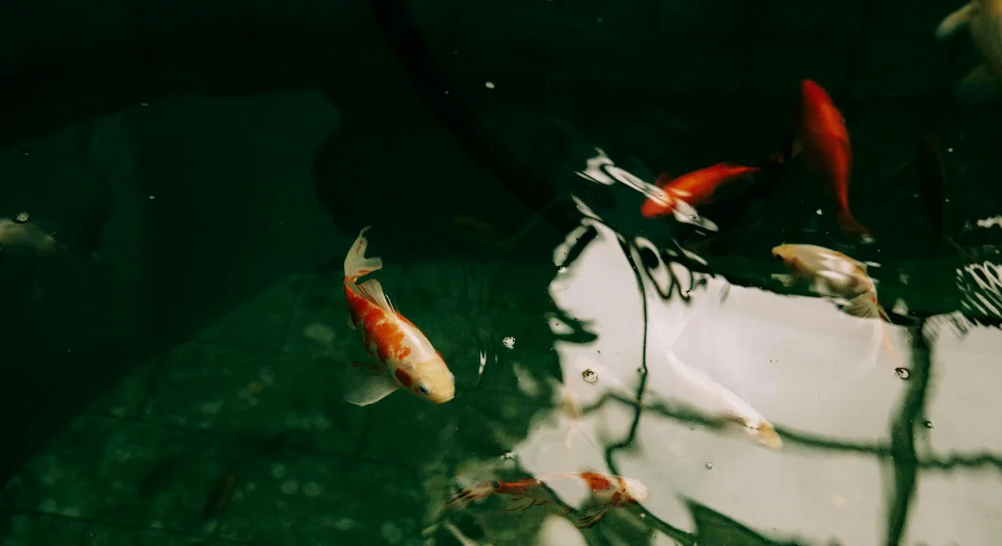 Koi fish swimming in a dark green aquarium with reflections on the water surface.