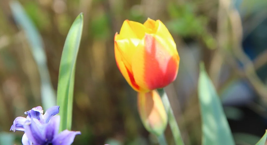Close-up of a yellow and red striped tulip with a blurred purple flower in the background