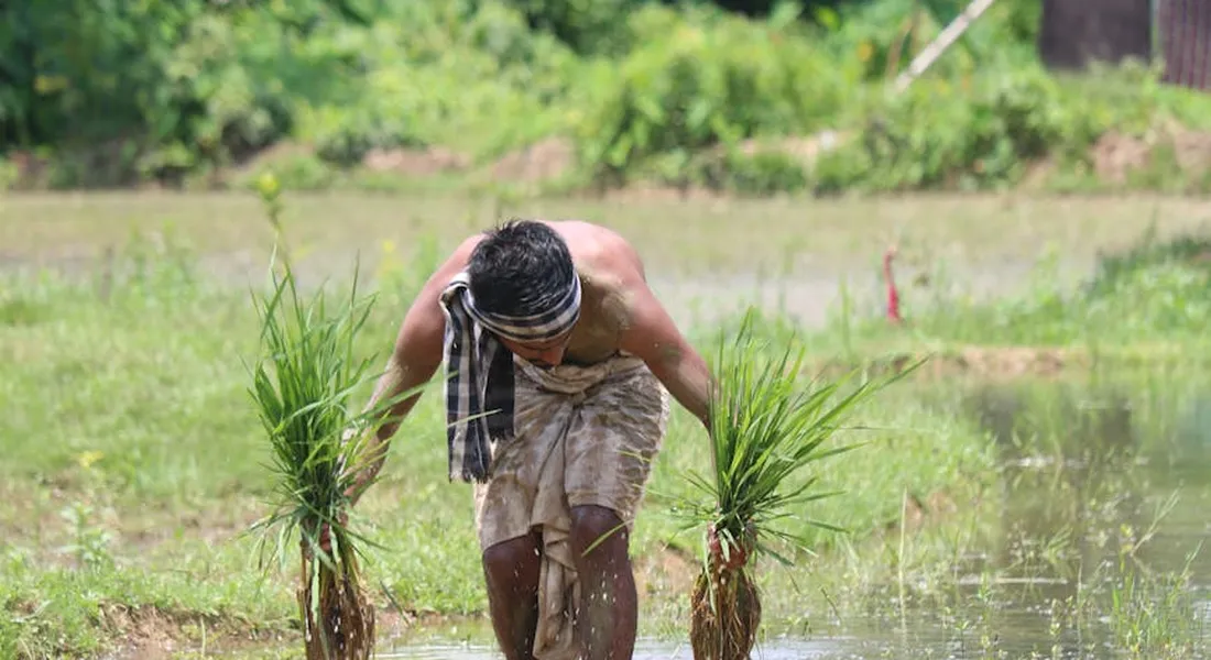 A man wades through a shallow, flooded field tending young rice plants, outdoors.