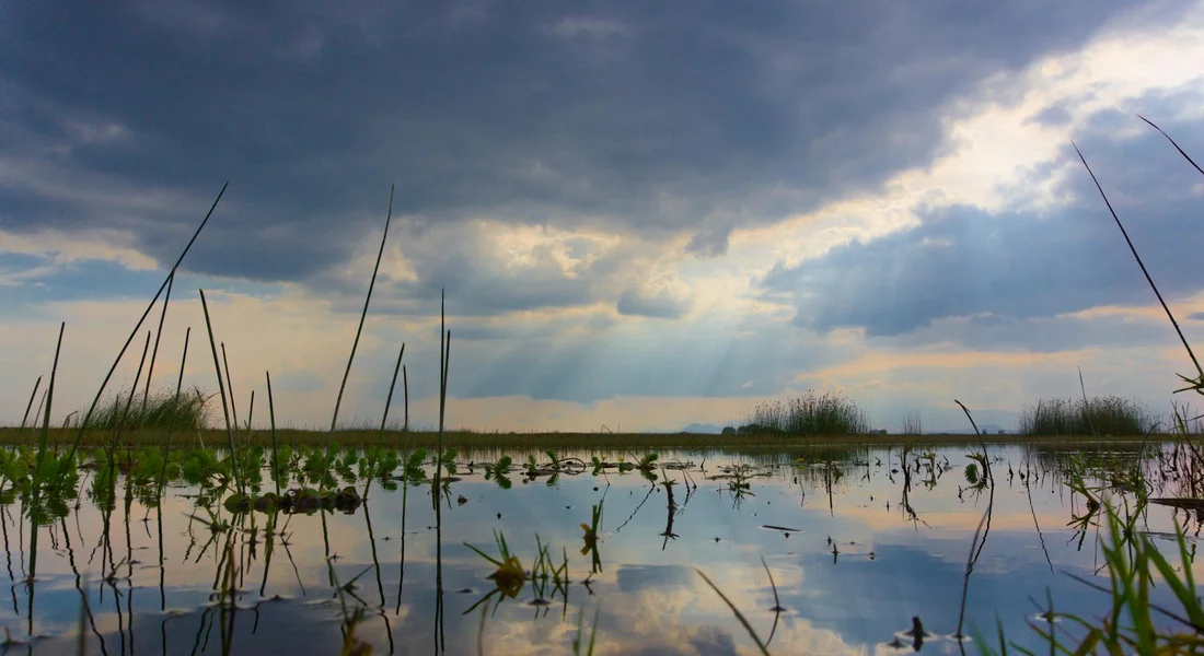 A tranquil wetland with still water, grasses, and a cloudy sky
